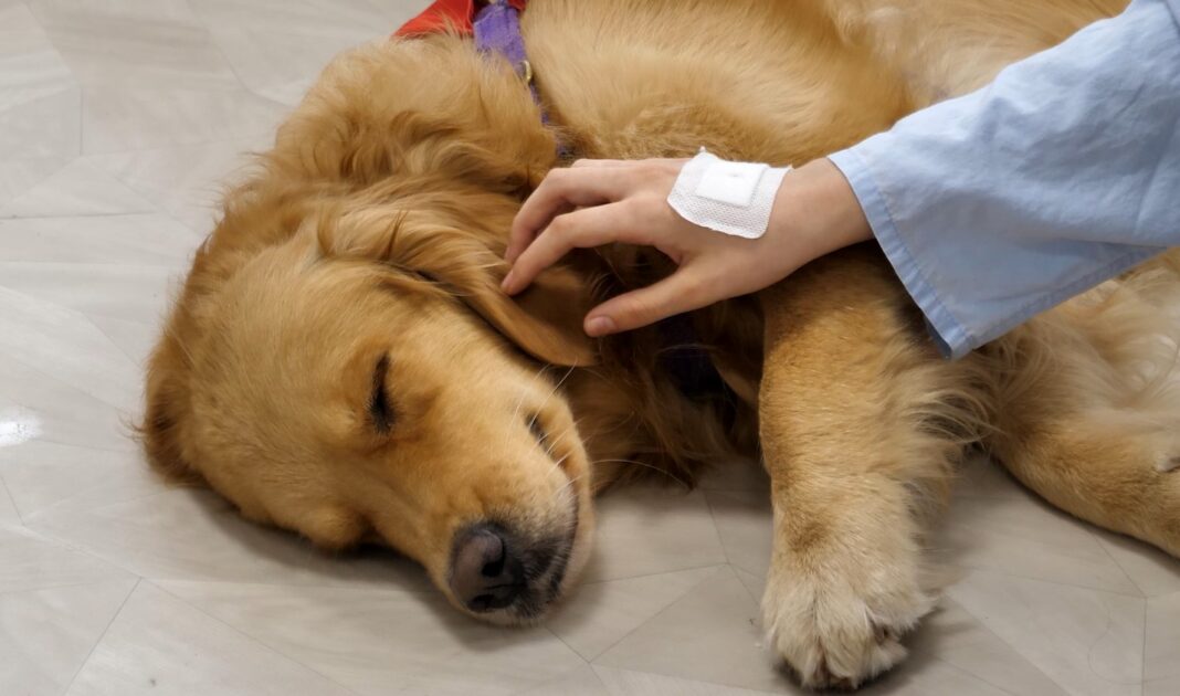 La diputada bonaerense Silvina Vaccarezza presentó un proyecto para autorizar el ingreso de animales de compañía a hospitales públicos o privados.