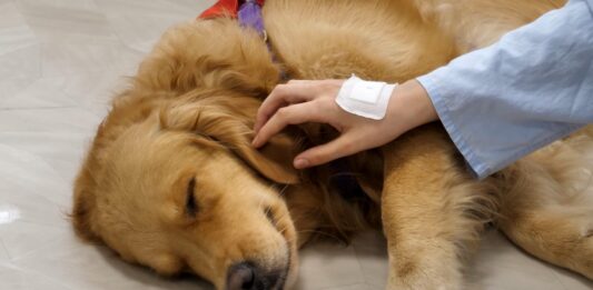 La diputada bonaerense Silvina Vaccarezza presentó un proyecto para autorizar el ingreso de animales de compañía a hospitales públicos o privados.