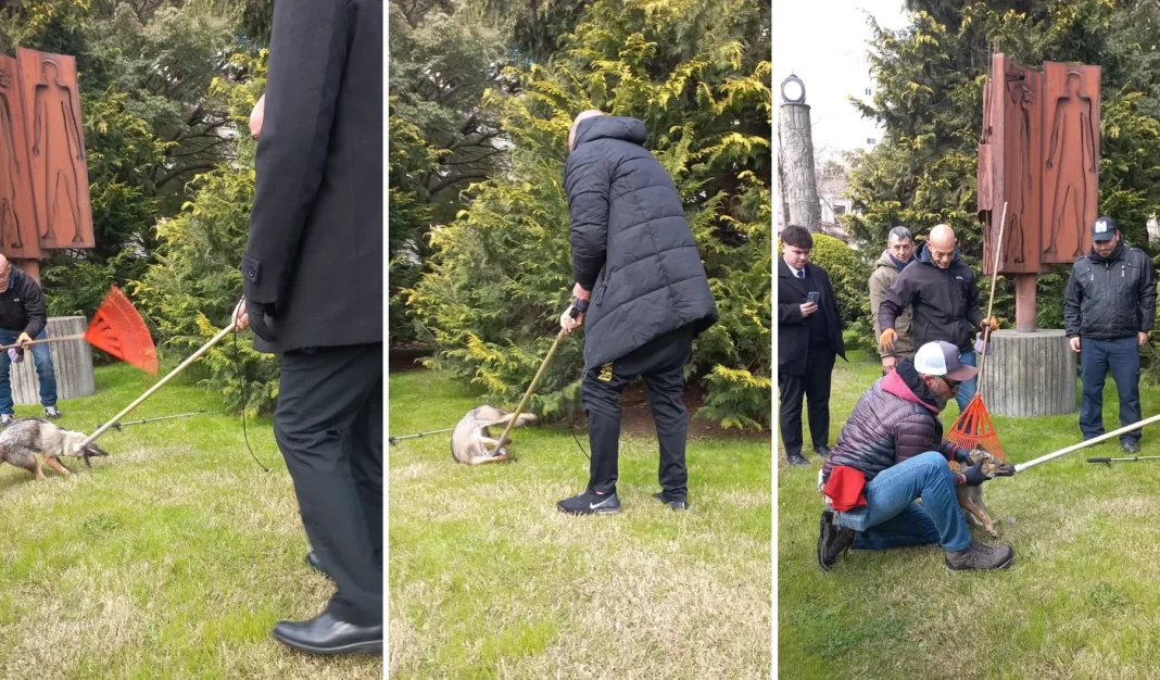 Esta mañana la ciudad de La Plata se vio revolucionada por la aparición de un zorro gris, que fue capturado en el patio de la Legislatura bonaerense