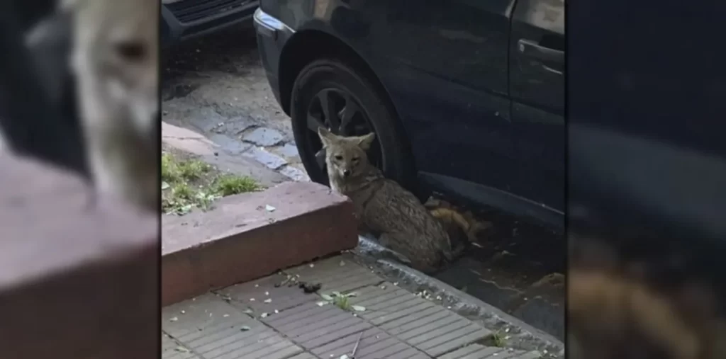 Semanas atrás, en el Barrio Hipódromo de La Plata también fue visto un zorro perdido.