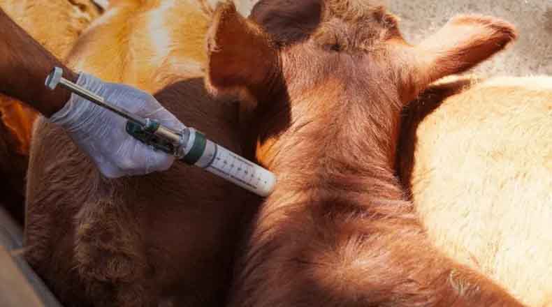 CARBAP emitió su opinión sobre cómo continuar con el esquema sanitario para combatir la fiebre aftosa.