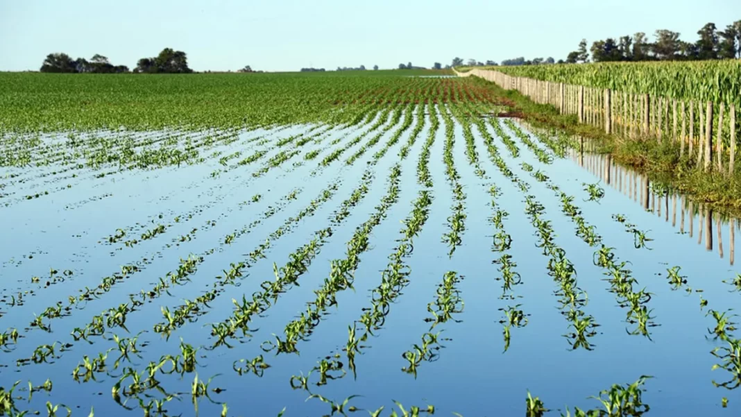 emergencia agropecuaria nación A más de cuatro meses de las inundaciones, el Gobierno nacional de Javier Milei homologó la emergencia agropecuaria en territorio bonaerense.
