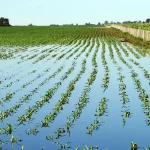 El Gobierno nacional homologó la emergencia agropecuaria tras cuatro meses de reclamo A más de cuatro meses de las inundaciones, el Gobierno nacional de Javier Milei homologó la emergencia agropecuaria en territorio bonaerense.