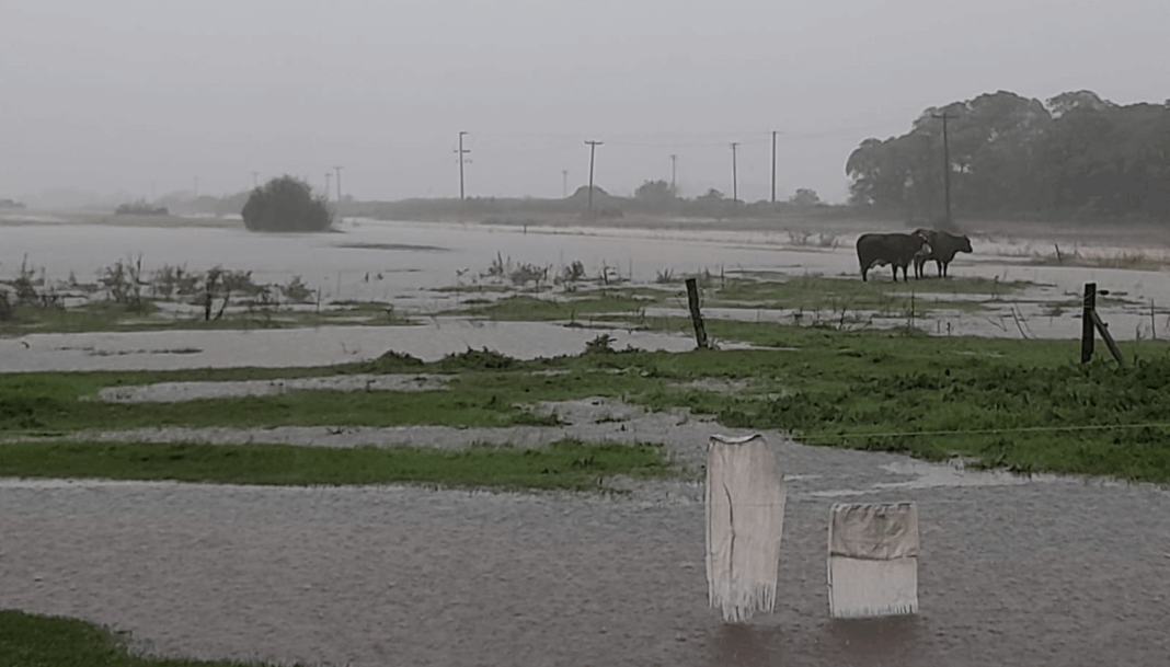 El Gobierno bonaerense prorrogó la emergencia agropecuaria en cuatro nuevos municipios tras las grandes pérdidas de los productores.