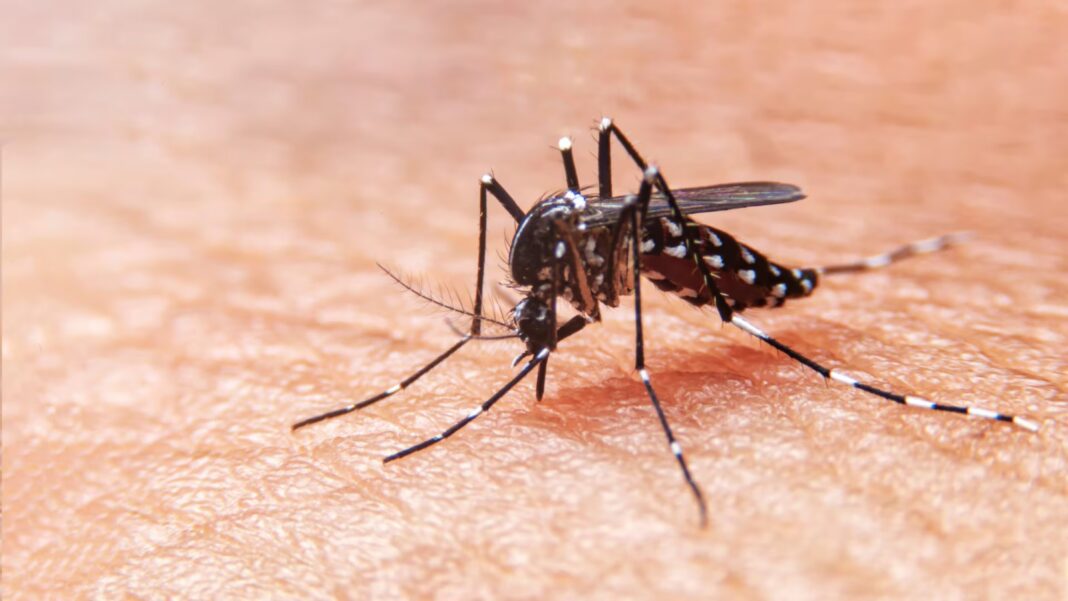 El Colegio de Médicos bonaerenses advirtió por el avance del dengue y propuso un Plan Nacional de Prevención y Control 2025-2026.