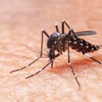 Médicos bonaerenses alertaron por el avance del dengue y exigieron una estrategia nacional El Colegio de Médicos bonaerenses advirtió por el avance del dengue y propuso un Plan Nacional de Prevención y Control 2025-2026.
