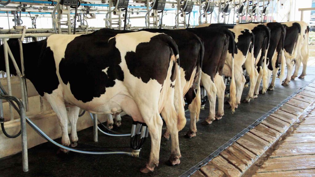 Malaisi alertó que menos leche producida localmente puede derivar en importaciones más caras.