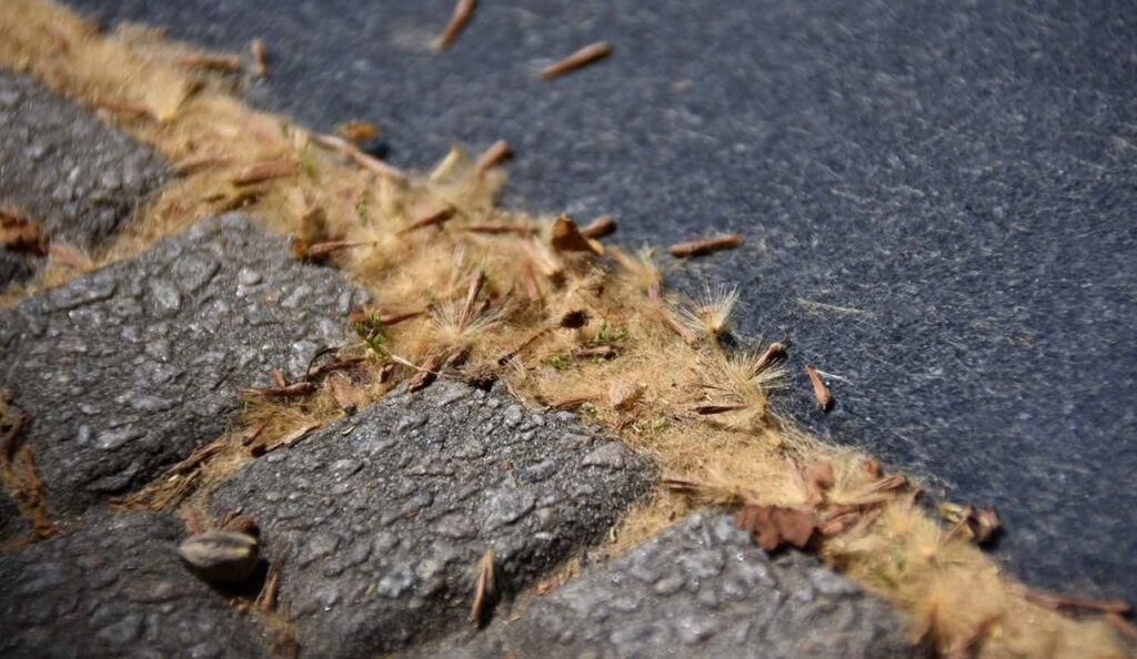 La pelusa de los plátanos invade la ciudad de La Plata en primavera.