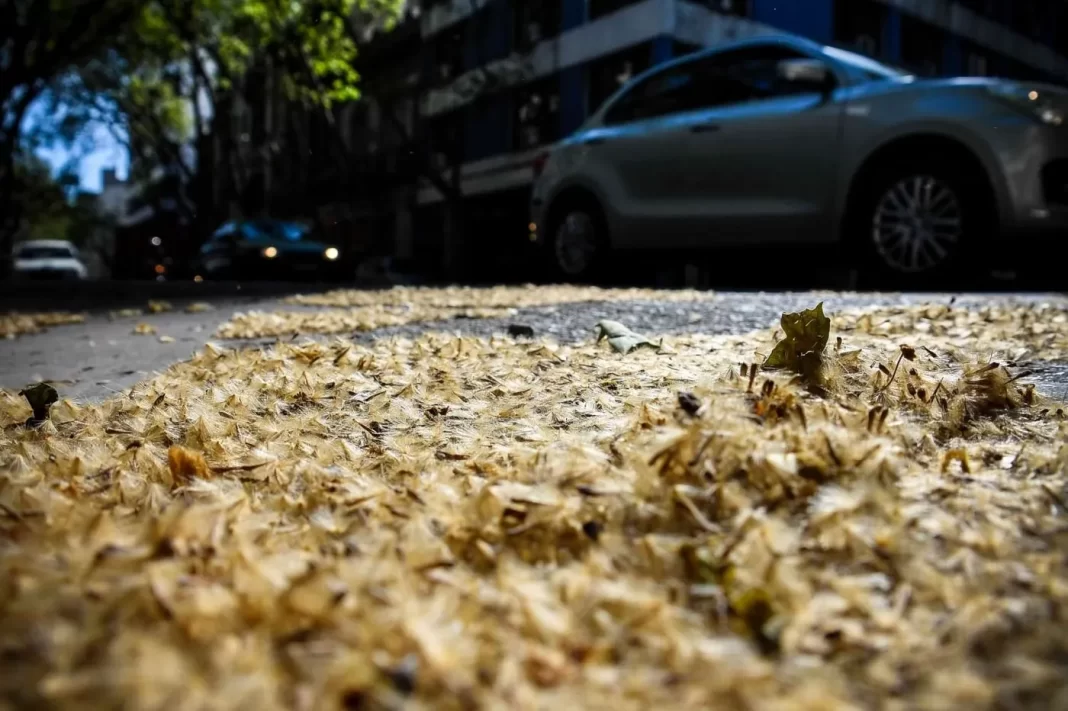 Concejales del PRO piden prohibir por ordenanza la plantación de plátanos en la ciudad de La Plata, y reemplazar esta especie por otras que no generen alergias.