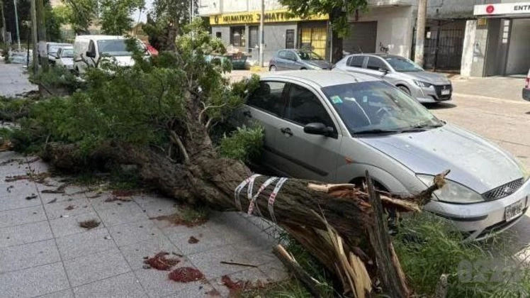 Árboles caídos, techos volados, postes de luz dañados y autos destrozados: los reclamos más repetidos de los vecinos de Mar del Plata a Defensa Civil durante el temporal.