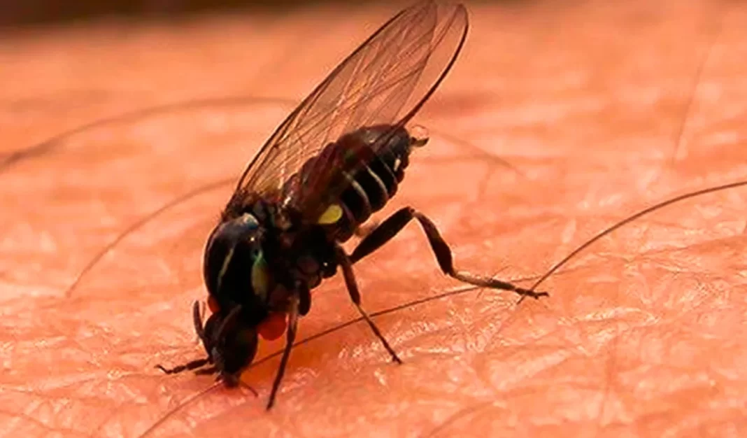 El barigüí llegó de la cuenca del Salado al AMBA por primera vez. Conocé las recomendaciones para prevenir sus picaduras y qué hacer si ataca la mosca negra.