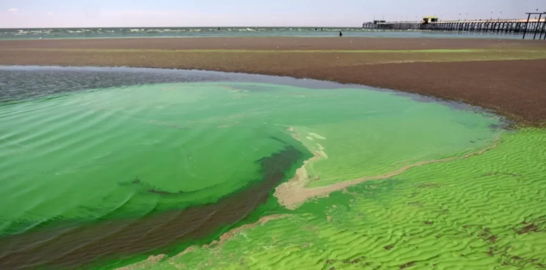 La Provincia emitió una nueva alerta roja por la presencia de cianobacterias en lagunas bonaerenses con amplio caudal turístico y recreativo.