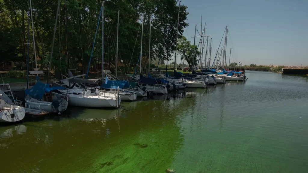 Cianobacterias: la Subsecretaría de Recursos Hídricos y la Autoridad del Agua compartieron recomendaciones sanitarias ante la presencia de algas verdeazuladas.