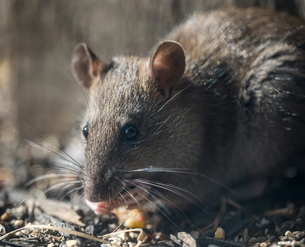 El hantavirus es una patología viral grave que se transmite principalmente por roedores silvestres, como el ratón colilargo.