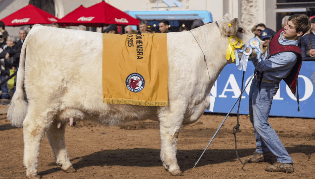 Miranda impulsa una declaración en la Legislatura bonaerense para distinguir a una Shorthorn campeona mundial, criada en Trenque Lauquen.