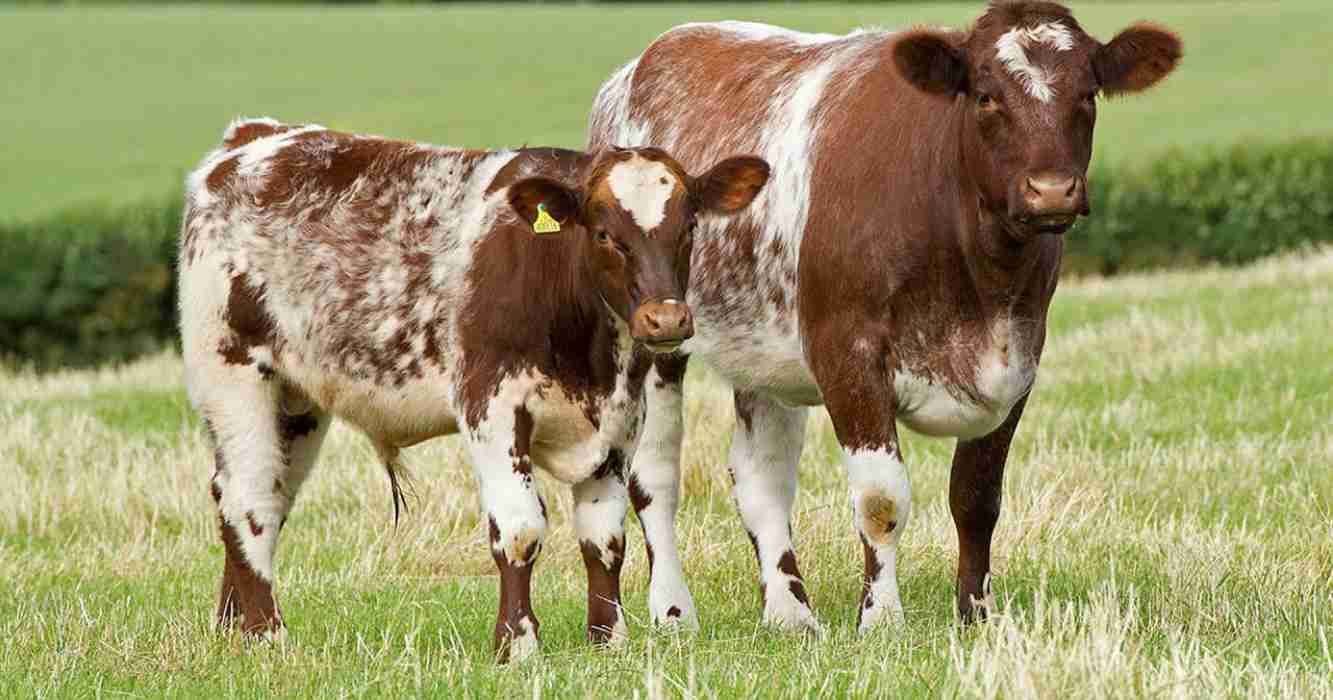 La raza Shorthorn, considerada en la Argentina como la “madre de las razas”, se destaca por su estructura carnicera, su facilidad reproductiva y su adaptación a distintos sistemas productivos.