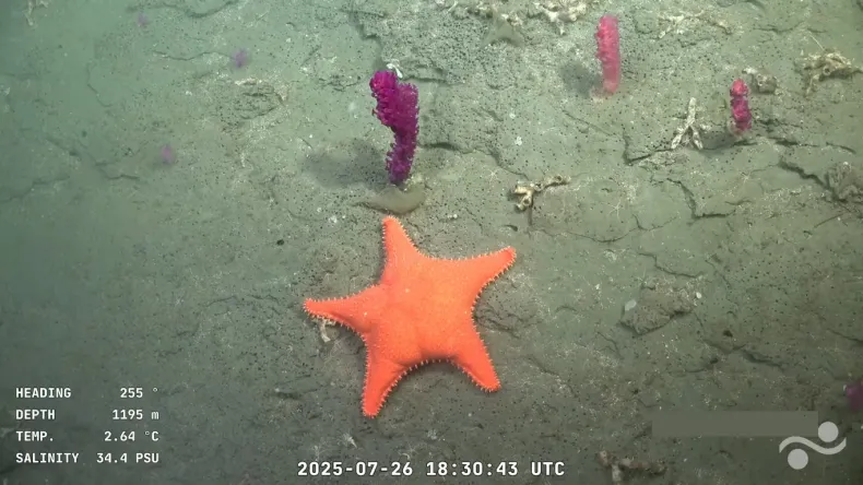 El CONICET exploró el cañón submarino Mar del Plata a 3.900 metros de profundidad y documentó biodiversidad marina con tecnología de última generación.
