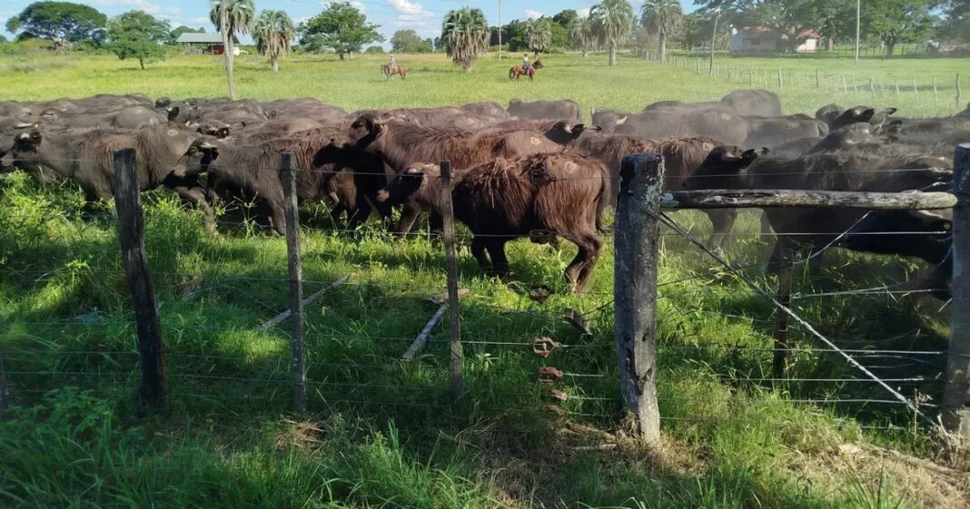 Cabezas alertó por el aumento del robo de ganado en interior