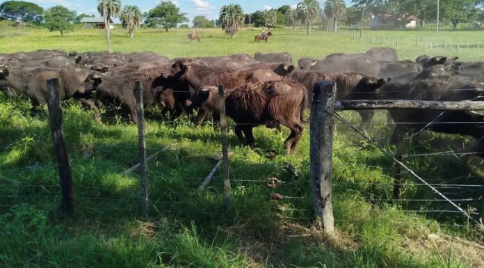 Senadores alertan por el incremento del robo de ganado: “Profundiza la inseguridad en el interior” El senador bonaerense de La Libertad Avanza, Gonzalo Cabezas, alertó a la Legislatura por el aumento del robo de ganado en el interior de la Provincia.