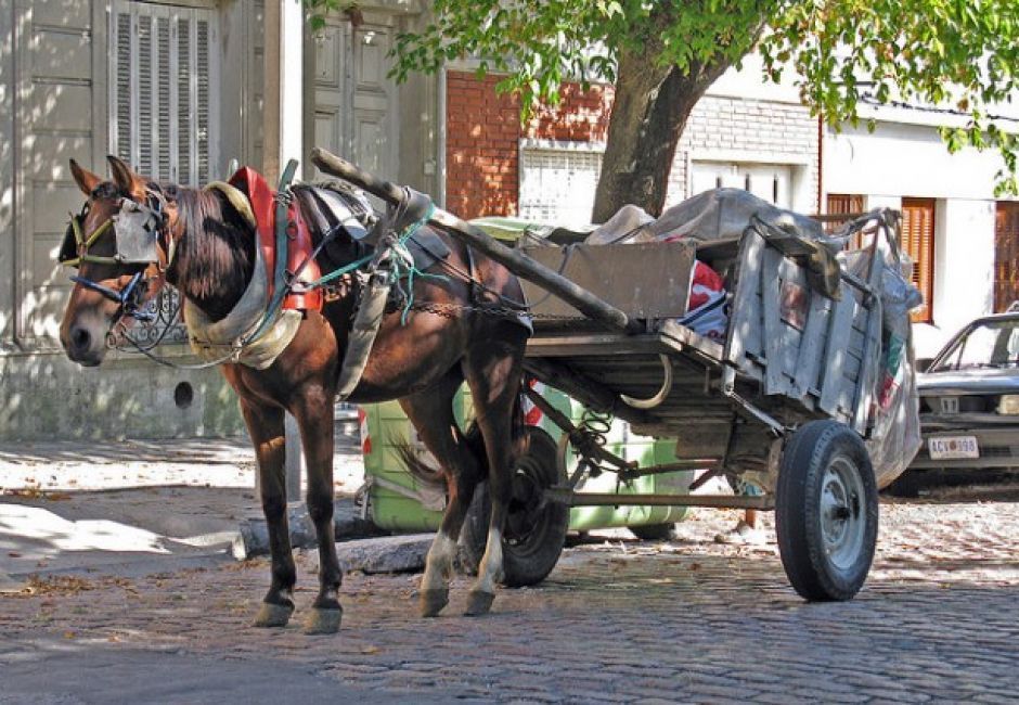 Los diputados de la Coalición Cívica y La Libertad Avanza insisten en terminar con el uso de caballos para tirar carros. 