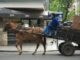 Buscan prohibir por ley la tracción a sangre en toda la provincia de Buenos Aires Romina Braga y Pablo Morillo presentaron proyectos con distintos enfoques para erradicar el uso de caballos para tirar carros en la provincia de Buenos Aires.