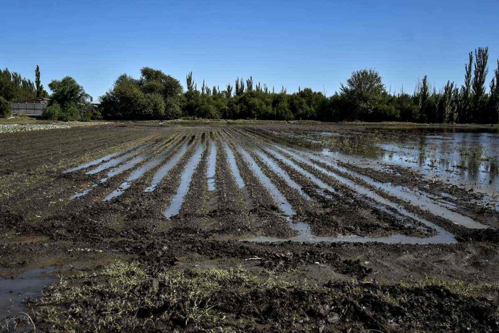 Los contribuyentes del Inmobiliario Rural deberán solicitar el beneficio y acreditar daños extraordinarios directos provocados por el temporal para acceder a la condonación.