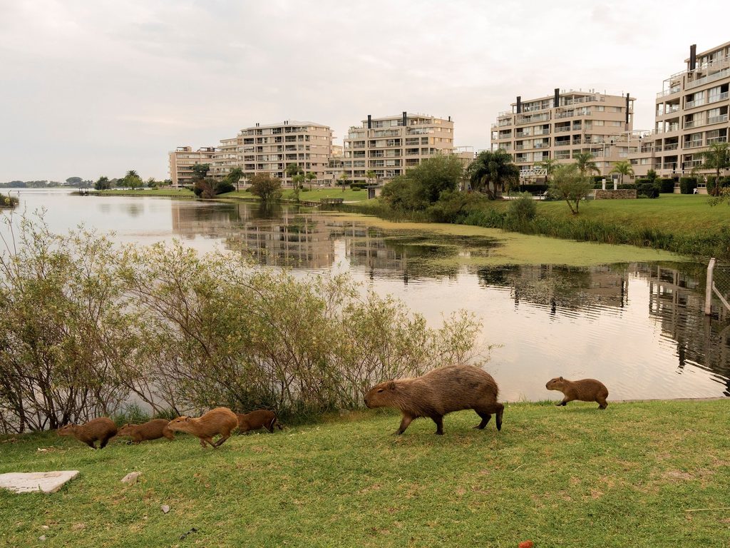La Legislatura bonaerense analizará un proyecto para proteger a la flora y la fauna ante desarrollos inmobiliarios.