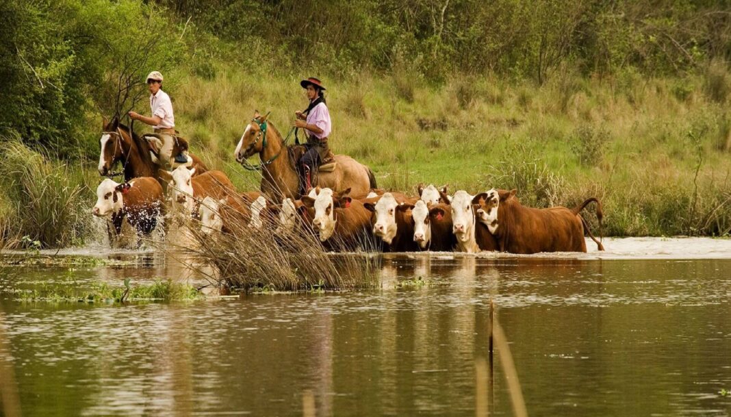 La diputada bonaerense, Sofía Pomponio, presentó un proyecto de ley para crear un protocolo provincial de evacuación animal ante inundaciones y tormentas.