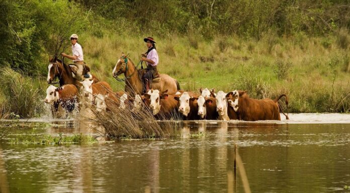 Tras el anuncio de Kicillof, Diputados piden un plan de evacuación animal por El Niño La diputada bonaerense, Sofía Pomponio, presentó un proyecto de ley para crear un protocolo provincial de evacuación animal ante inundaciones y tormentas.