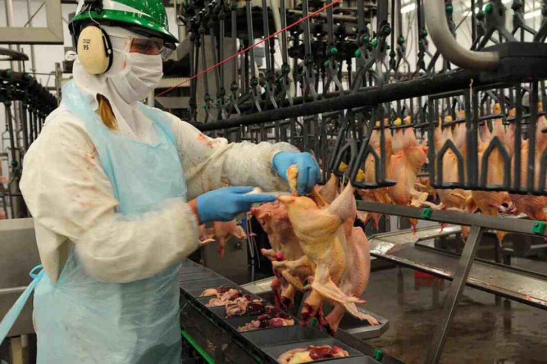 Provincia dictó la conciliación obligatoria en Granja Tres Arroyos y la empresa deberá reincorporar a los 750 trabajadores afectados.