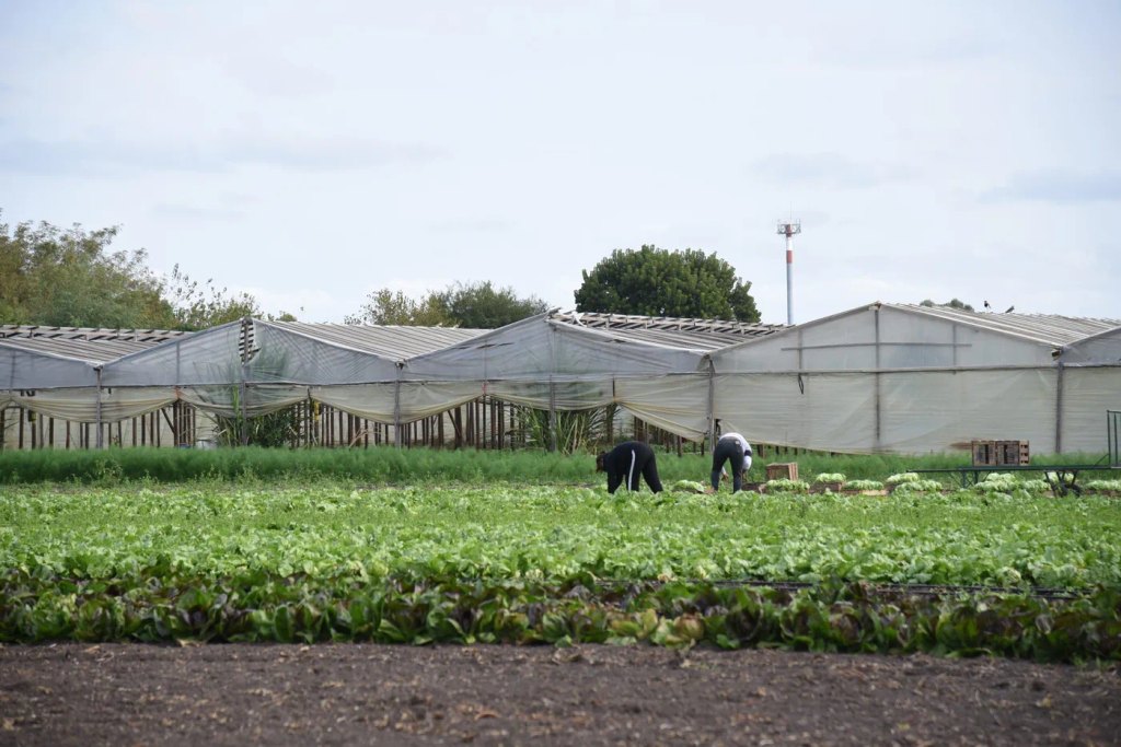 De acuerdo a las estimaciones del municipio, el cordon frutihortícola de La Plata pierde al año 10 mil toneladas de frutas y verduras por la falta de una planta de conservación de frío y congelado de hortalizas. 